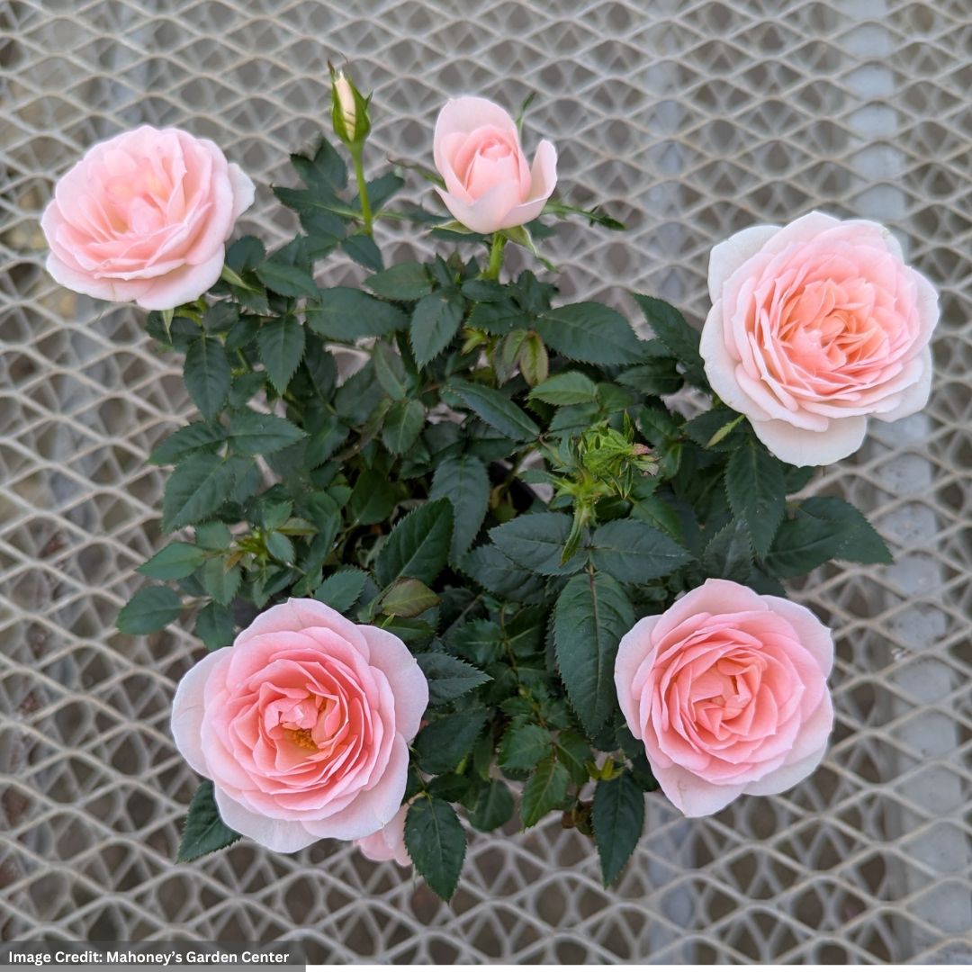 Mini Rose – 4″ Pot